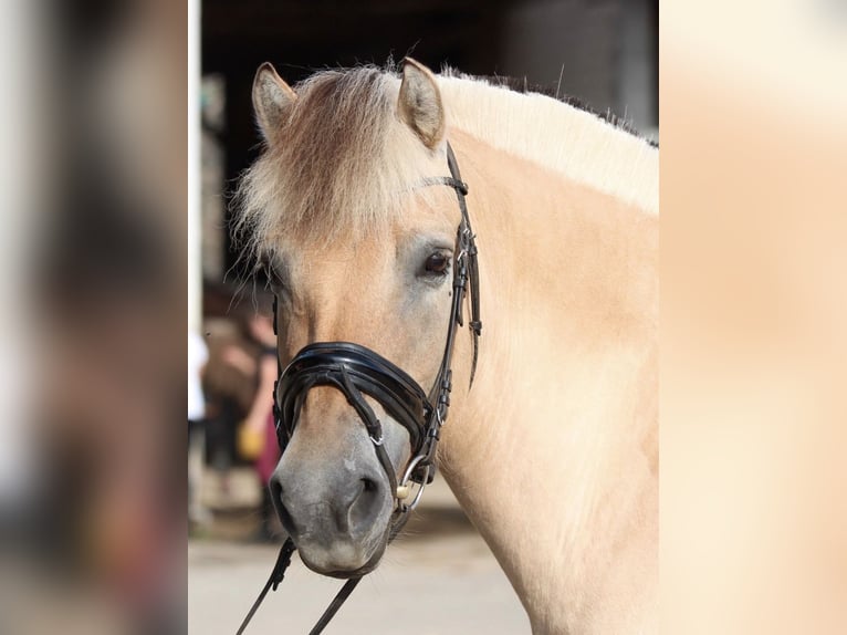 Chevaux fjord Jument 15 Ans 149 cm Isabelle in Quirnheim