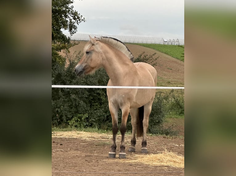 Chevaux fjord Jument 15 Ans 149 cm Isabelle in Quirnheim