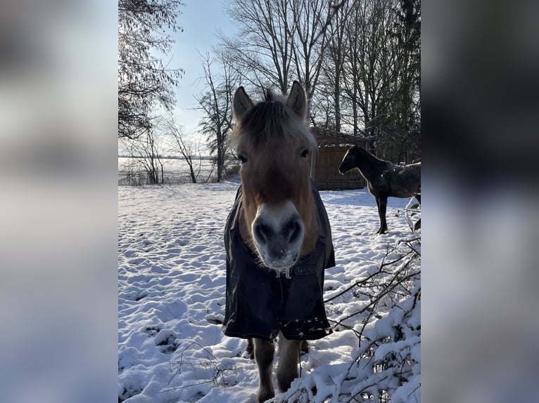 Chevaux fjord Jument 15 Ans 149 cm Isabelle in Quirnheim