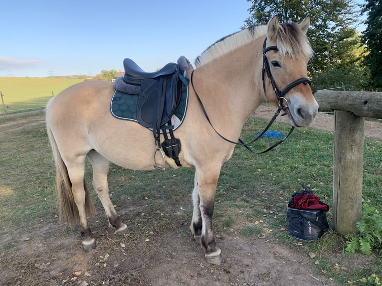 Chevaux fjord Jument 15 Ans 149 cm Isabelle in Quirnheim