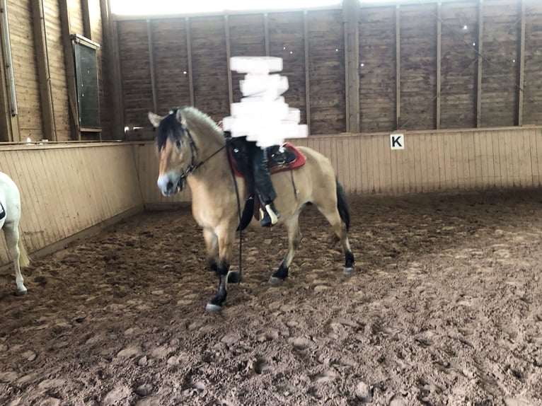 Chevaux fjord Jument 15 Ans 155 cm Isabelle in Neustadt bei CoburgNeustadt