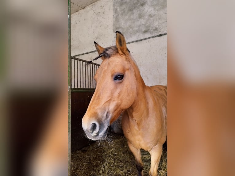 Chevaux fjord Jument 16 Ans 145 cm Isabelle in Zwickau