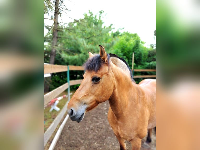 Chevaux fjord Jument 16 Ans 145 cm Isabelle in Zwickau