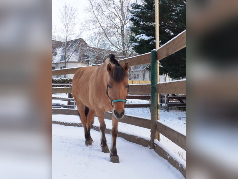 Chevaux fjord Jument 16 Ans 145 cm Isabelle in Zwickau