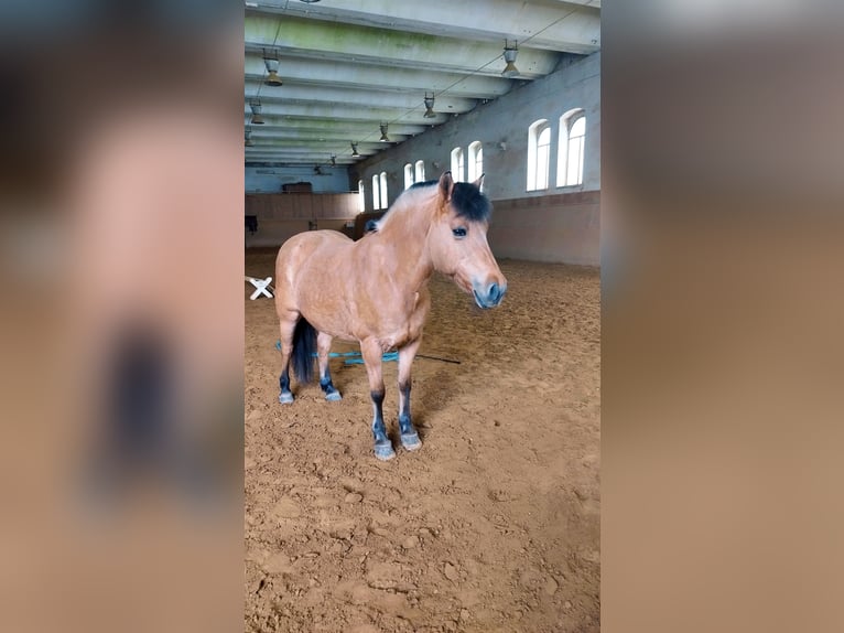 Chevaux fjord Jument 16 Ans 145 cm Isabelle in Zwickau