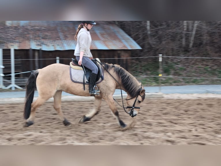 Chevaux fjord Jument 16 Ans 146 cm Isabelle in Morsbach