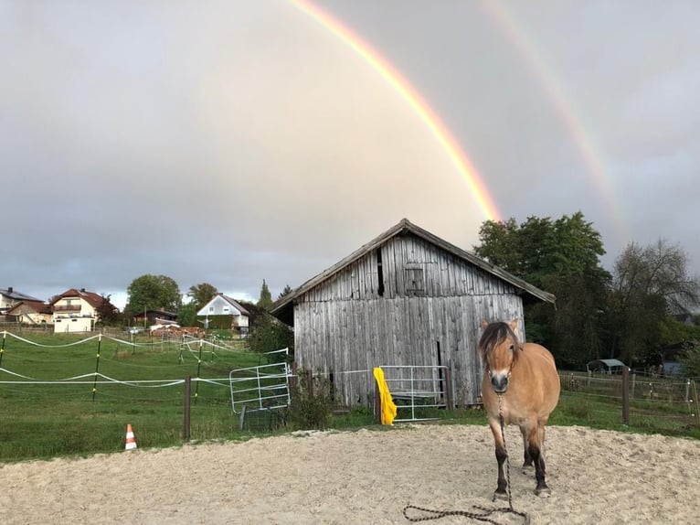 Chevaux fjord Croisé Jument 16 Ans 155 cm Isabelle in Neustadt bei Coburg