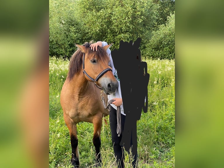 Chevaux fjord Jument 17 Ans 162 cm Isabelle in Kiedrich