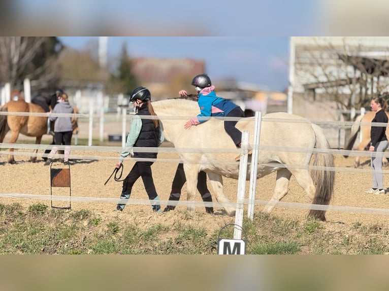 Chevaux fjord Jument 18 Ans 140 cm Isabelle in Wandlitz