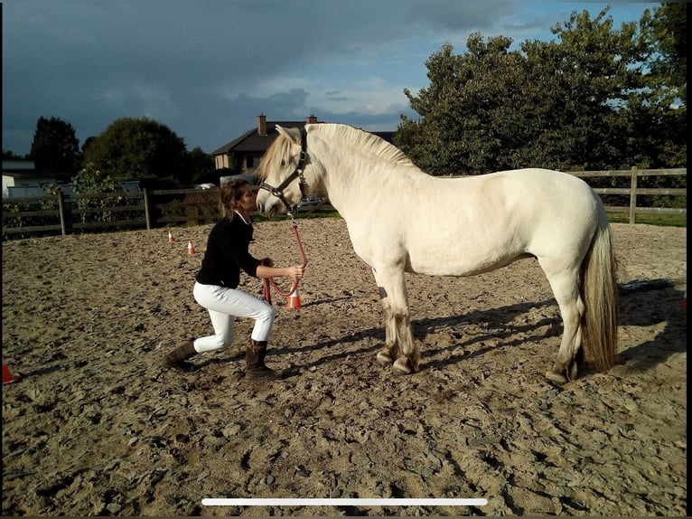 Chevaux fjord Jument 18 Ans 142 cm Blanc in Tessenderlo