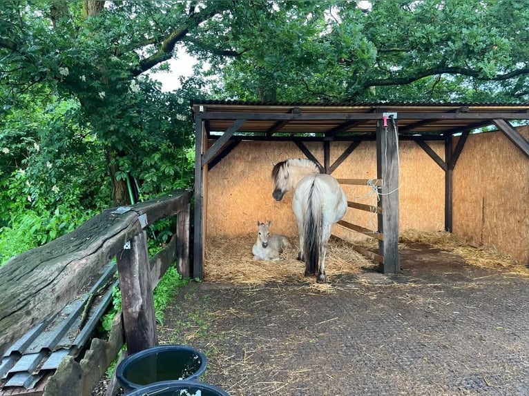 Chevaux fjord Jument 18 Ans 148 cm Isabelle in Mechernich