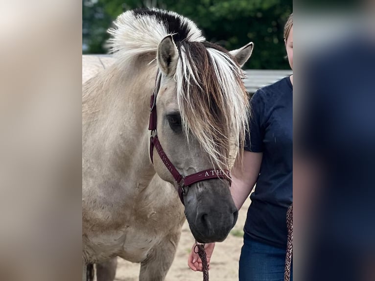 Chevaux fjord Jument 18 Ans 148 cm Isabelle in Mechernich