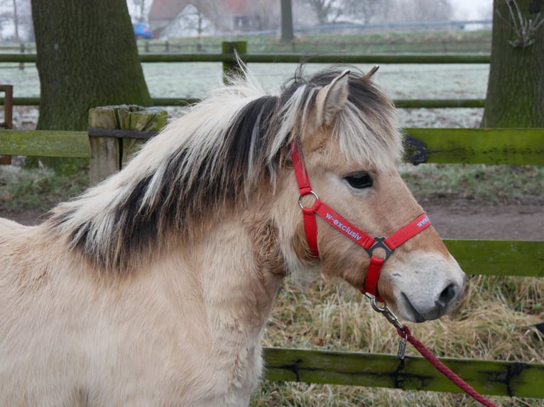 Chevaux fjord Jument 1 Année 125 cm in Dorsten