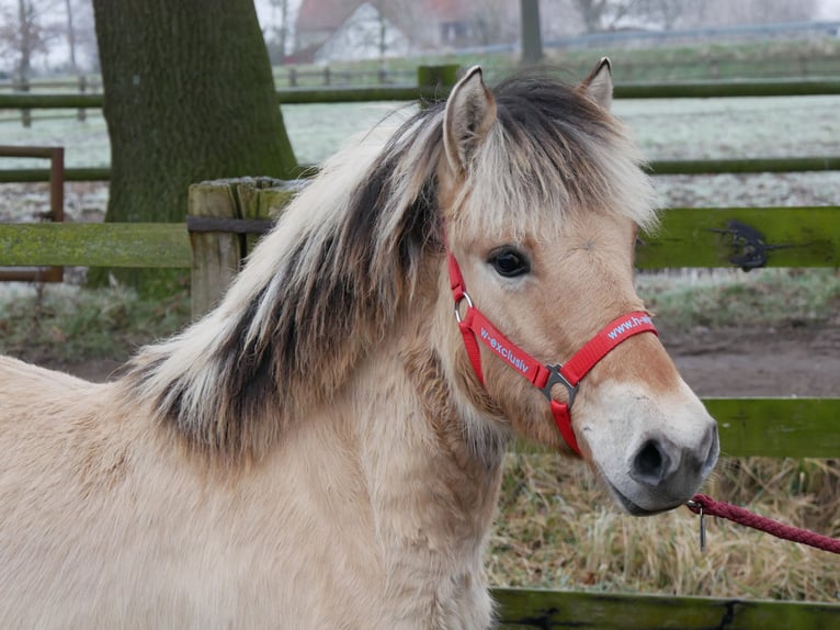 Chevaux fjord Jument 1 Année 125 cm in Dorsten