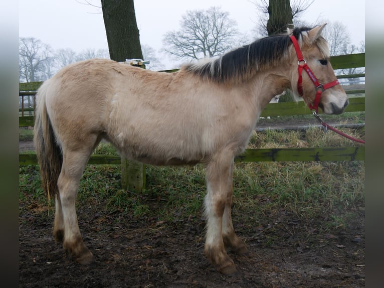 Chevaux fjord Jument 1 Année 129 cm in Dorsten