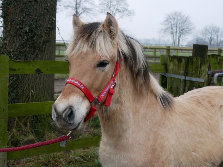 Chevaux fjord Jument 1 Année 129 cm in Dorsten