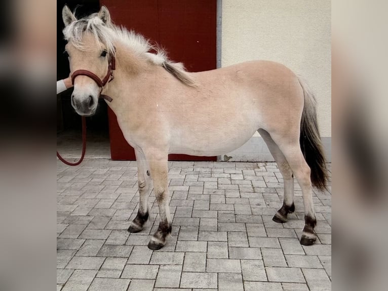 Chevaux fjord Jument 1 Année 135 cm Isabelle in Steinefrenz