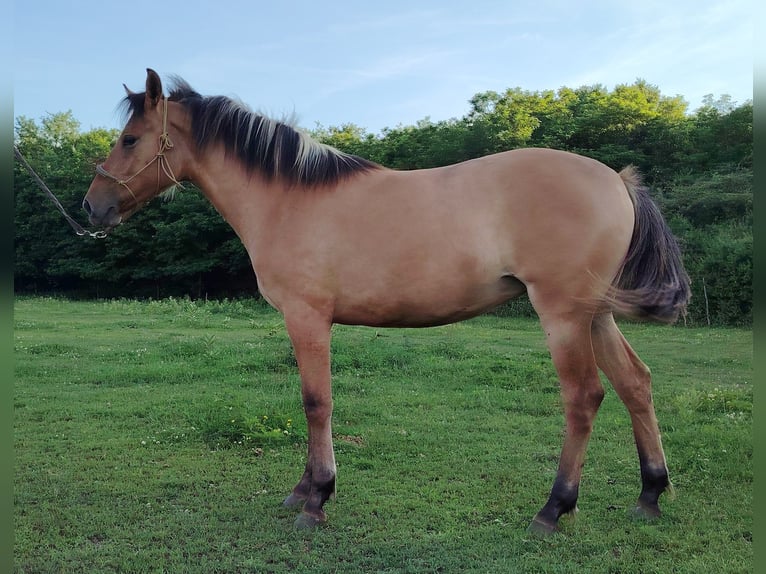 Chevaux fjord Croisé Jument 1 Année 140 cm Isabelle in Orbottyan