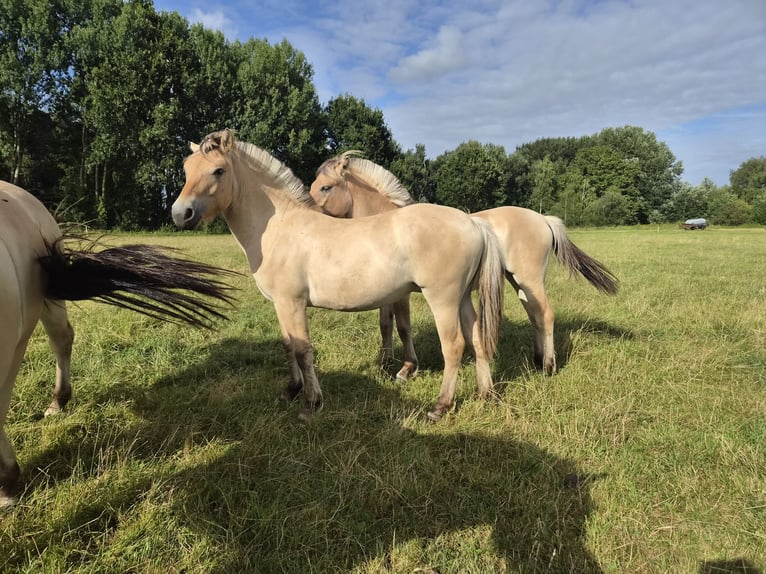 Chevaux fjord Jument 1 Année 145 cm  in Epe