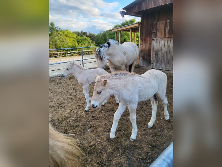 Chevaux fjord Jument 1 Année 145 cm Isabelle in Edelsbach bei Eggersdorf