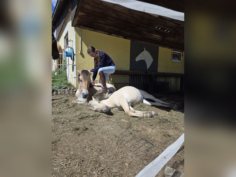 Chevaux fjord Jument 1 Année 145 cm Isabelle in Edelsbach bei Eggersdorf