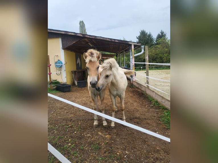 Chevaux fjord Jument 1 Année 145 cm Isabelle in Edelsbach bei Eggersdorf