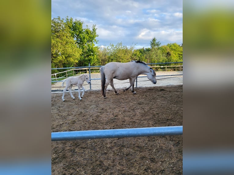 Chevaux fjord Jument 1 Année 145 cm Isabelle in Edelsbach bei Eggersdorf