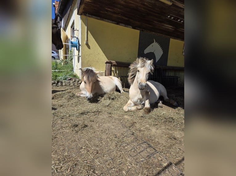 Chevaux fjord Jument 1 Année 145 cm Isabelle in Edelsbach bei Eggersdorf