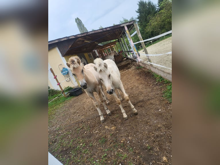 Chevaux fjord Jument 1 Année 145 cm Isabelle in Edelsbach bei Eggersdorf
