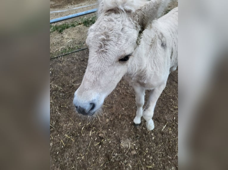 Chevaux fjord Jument 1 Année 145 cm Isabelle in Edelsbach bei Eggersdorf