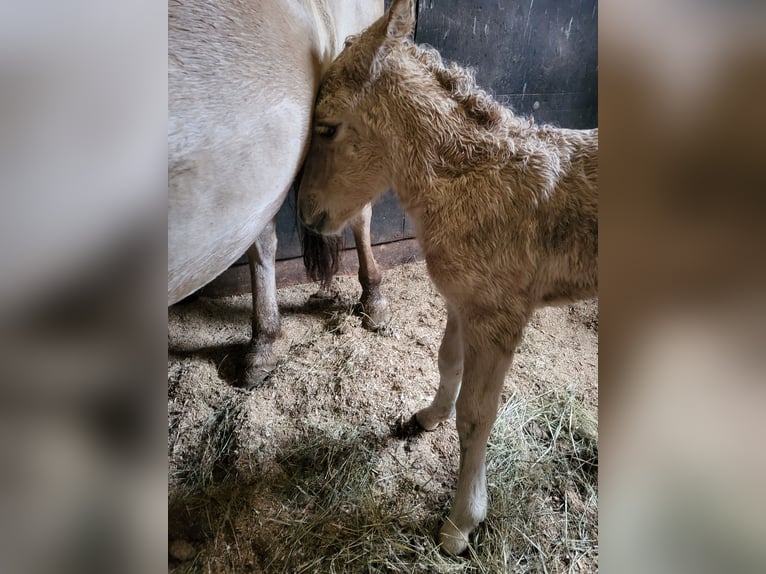 Chevaux fjord Jument 1 Année 145 cm Isabelle in Edelsbach bei Eggersdorf
