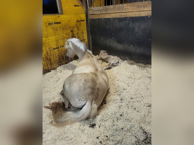 Chevaux fjord Jument 1 Année 145 cm Isabelle in Edelsbach bei Eggersdorf
