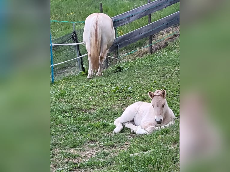 Chevaux fjord Jument 1 Année 145 cm Isabelle in Edelsbach bei Eggersdorf