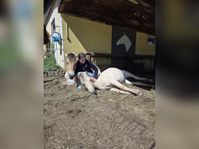 Chevaux fjord Jument 1 Année 145 cm Isabelle in Edelsbach bei Eggersdorf
