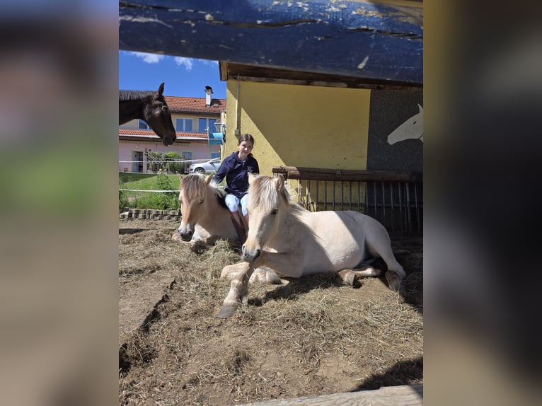 Chevaux fjord Jument 1 Année 145 cm Isabelle in Edelsbach bei Eggersdorf