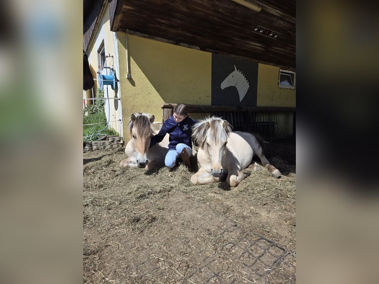 Chevaux fjord Jument 1 Année 145 cm Isabelle in Edelsbach bei Eggersdorf