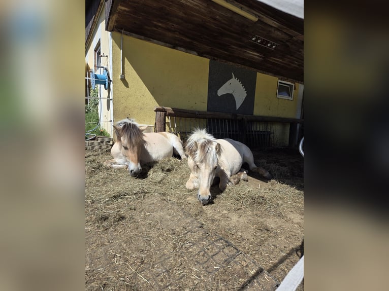 Chevaux fjord Jument 1 Année 145 cm Isabelle in Edelsbach bei Eggersdorf