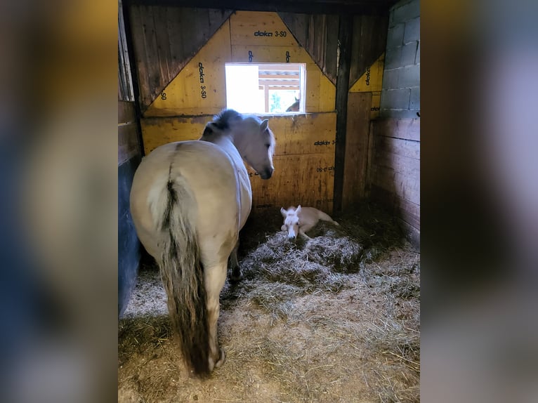 Chevaux fjord Jument 1 Année 145 cm Isabelle in Edelsbach bei Eggersdorf