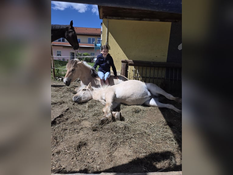 Chevaux fjord Jument 1 Année 145 cm Isabelle in Edelsbach bei Eggersdorf