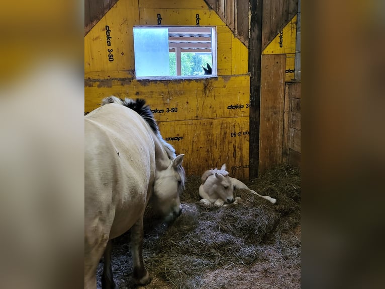 Chevaux fjord Jument 1 Année 145 cm Isabelle in Edelsbach bei Eggersdorf