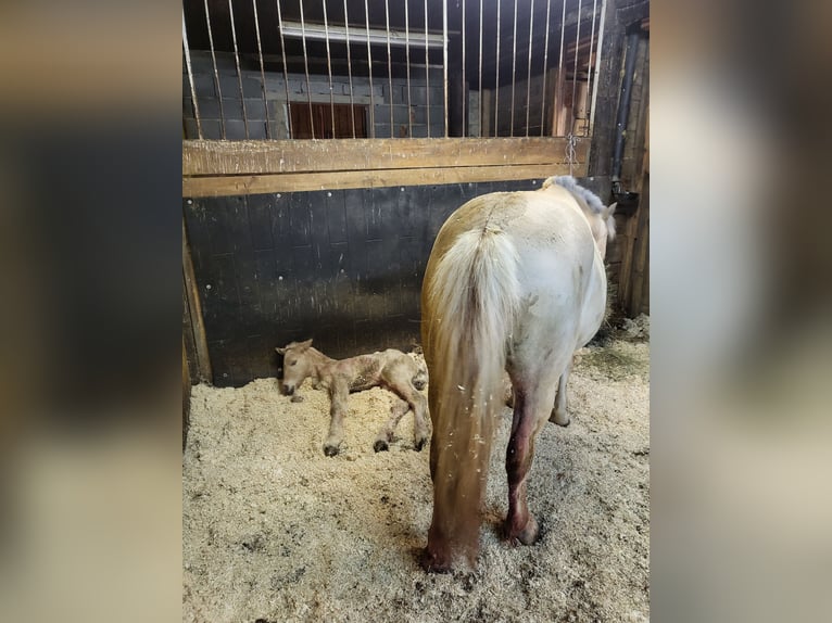 Chevaux fjord Jument 1 Année 145 cm Isabelle in Edelsbach bei Eggersdorf