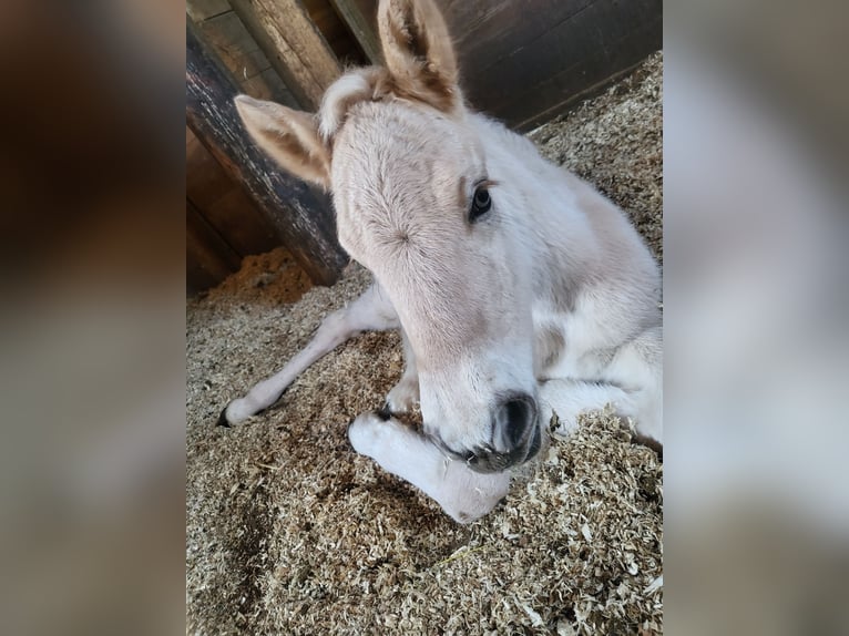 Chevaux fjord Jument 1 Année 145 cm Isabelle in Edelsbach bei Eggersdorf
