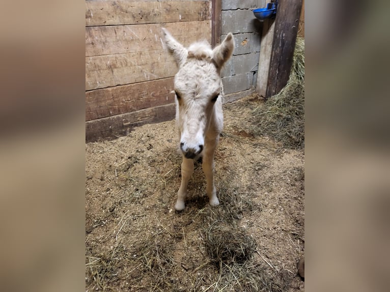 Chevaux fjord Jument 1 Année 145 cm Isabelle in Edelsbach bei Eggersdorf
