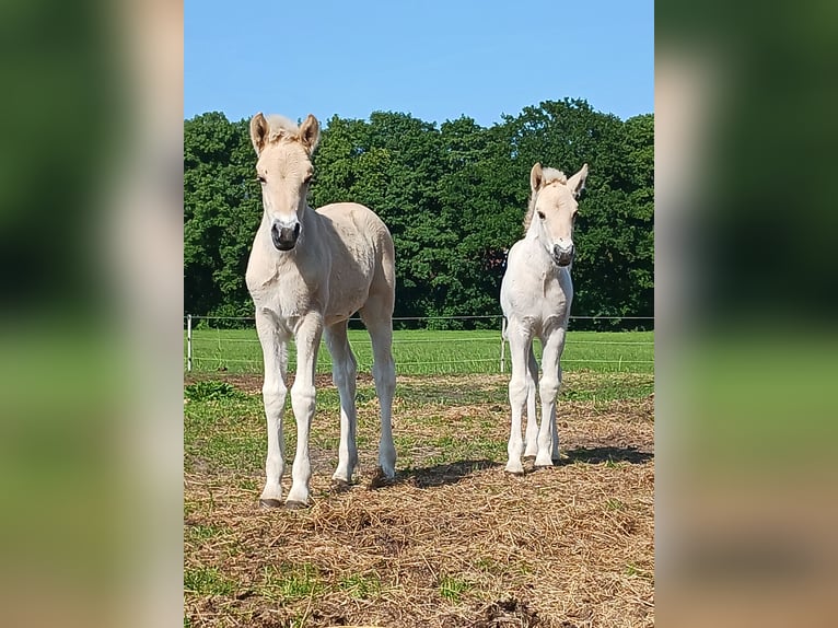Chevaux fjord Jument 1 Année 146 cm Isabelle in Boen