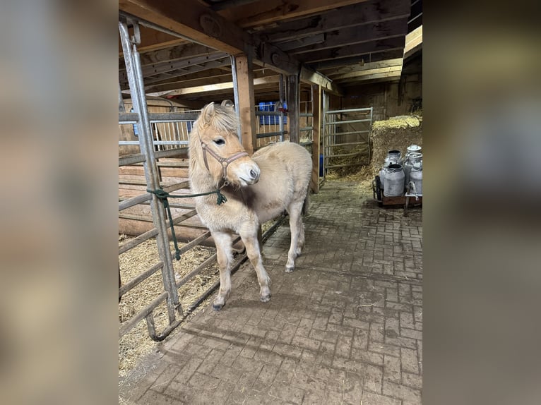 Chevaux fjord Jument 1 Année 148 cm Isabelle in Marsberg