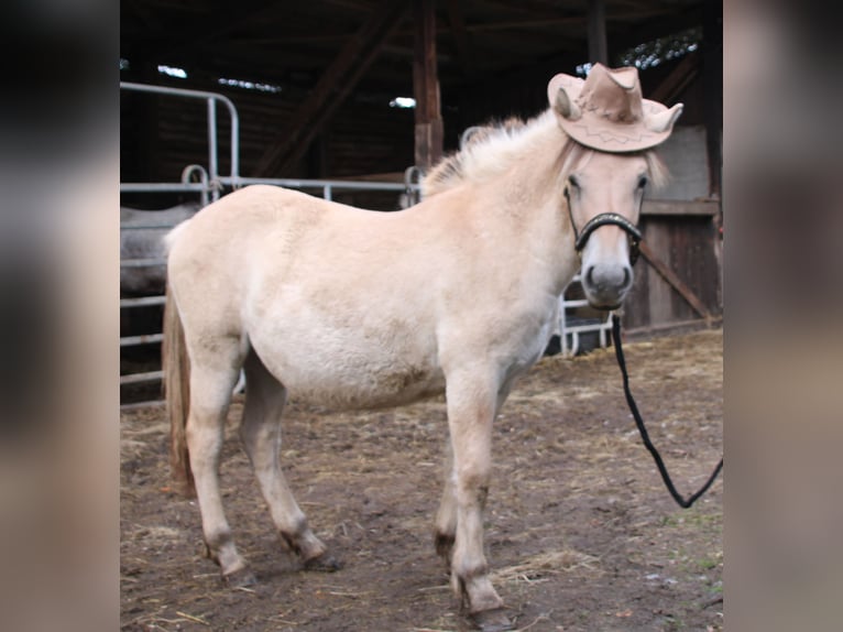 Chevaux fjord Jument 1 Année 150 cm Isabelle in MiehlenGemmerich