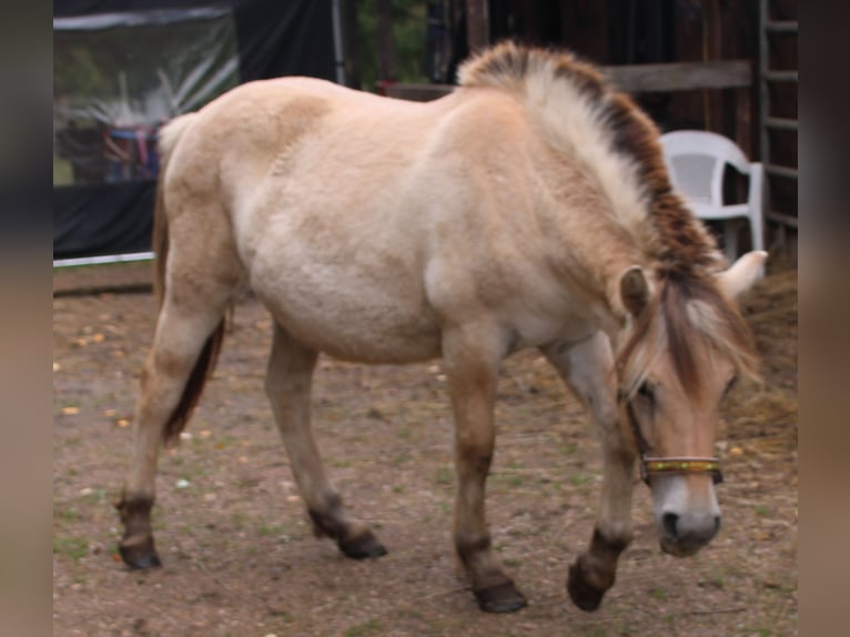 Chevaux fjord Jument 1 Année 150 cm Isabelle in MiehlenGemmerich