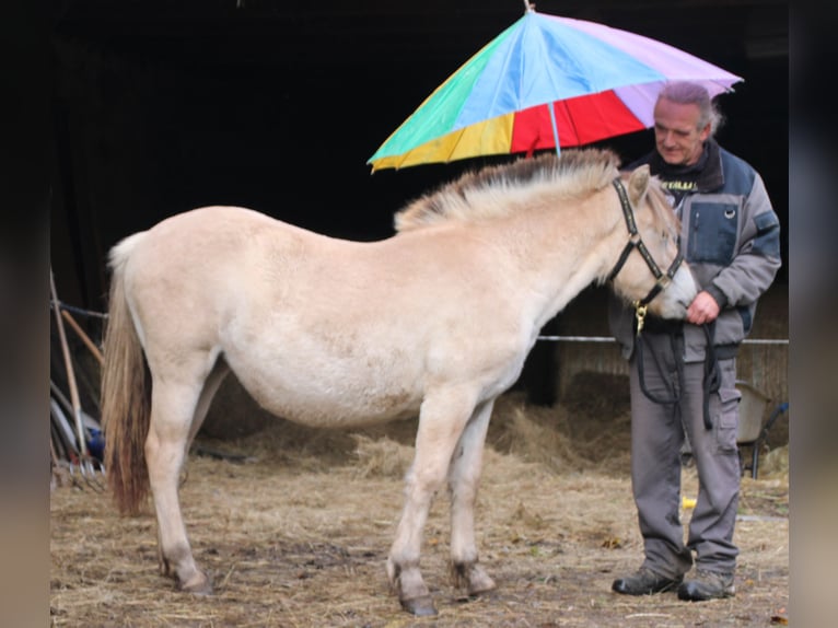 Chevaux fjord Jument 1 Année 150 cm Isabelle in MiehlenGemmerich