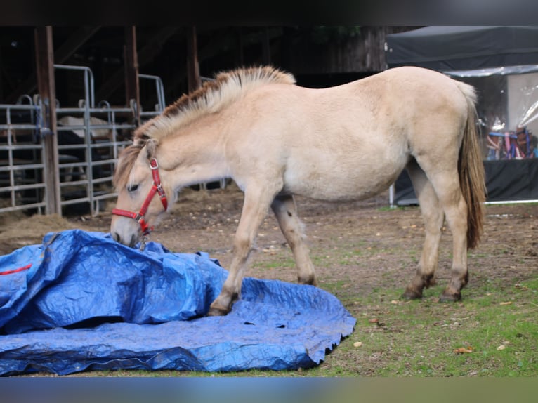 Chevaux fjord Jument 1 Année 150 cm Isabelle in MiehlenGemmerich