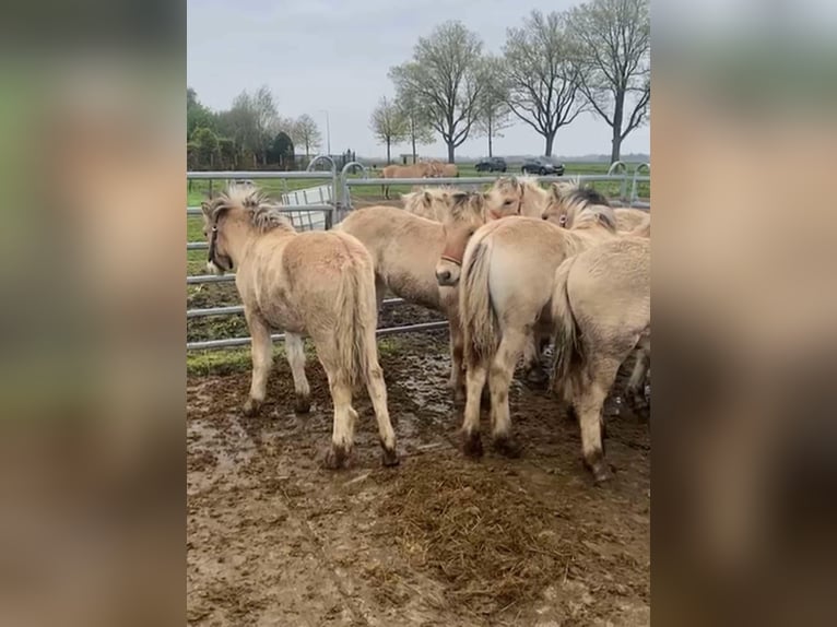 Chevaux fjord Jument 1 Année in Dorsten